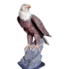 Aguila