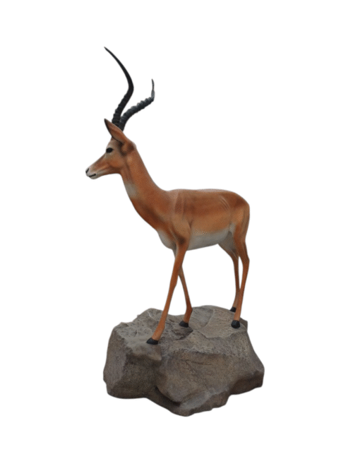 IMG_5805839748996231674 Antilope