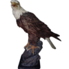 Aguila
