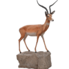 Antilope